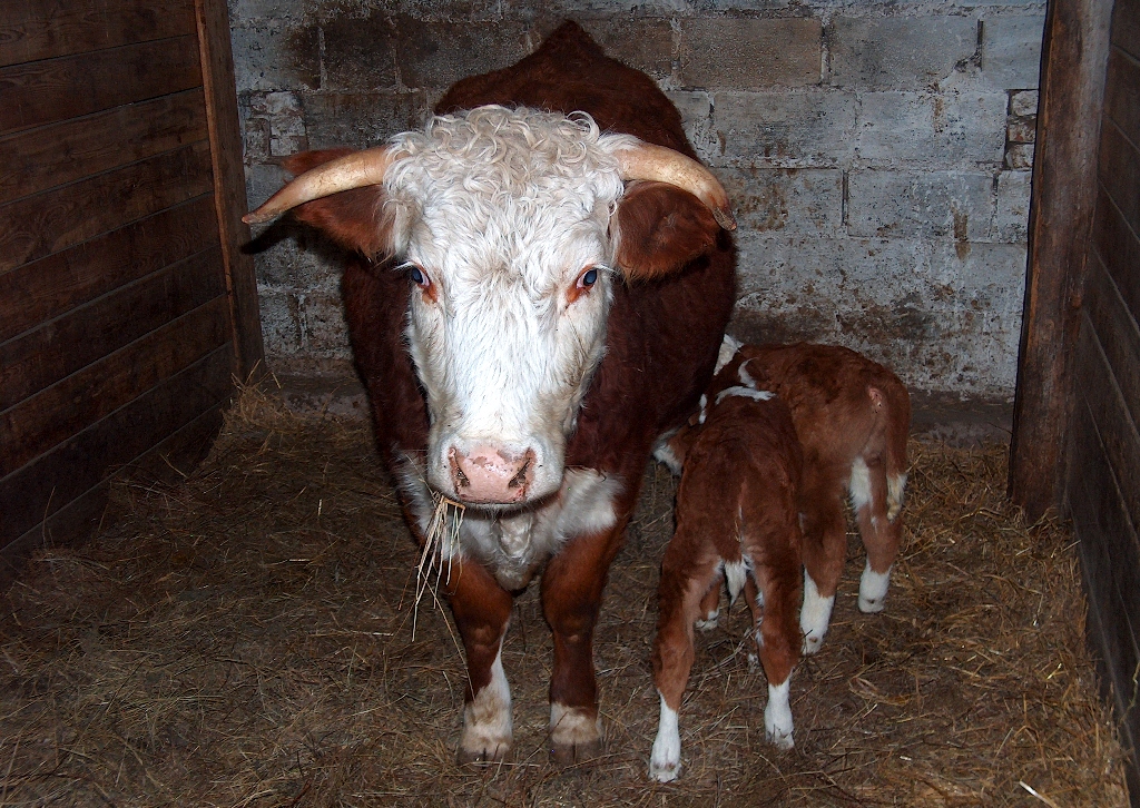 Порода коров герефорд с двумя телятами. Частное хозяйство.